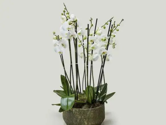 Leticia Patisserie dekorasyon ve atmosfer